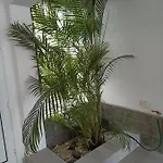 Apartment Bruna's House Costa Adeje (Tenerife)
